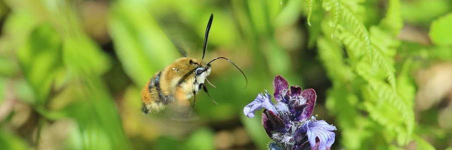 Narrow bordered bee hawk-moth