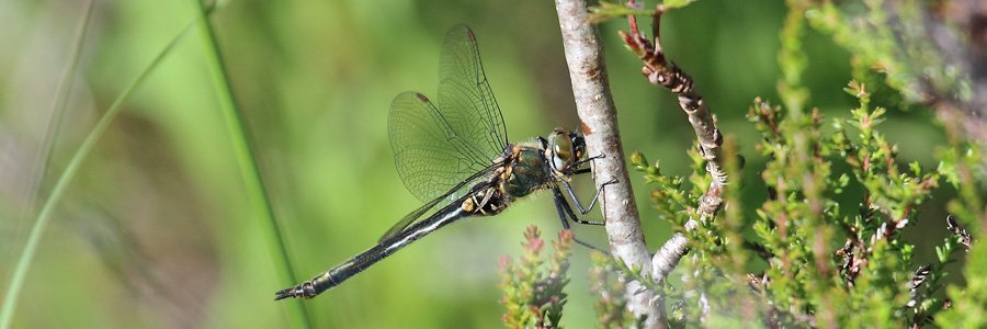 Northern emerald