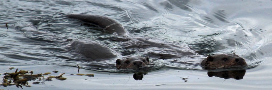 Otters