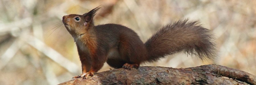 Red squirrel