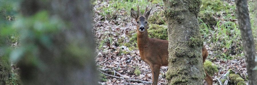 Roe deer