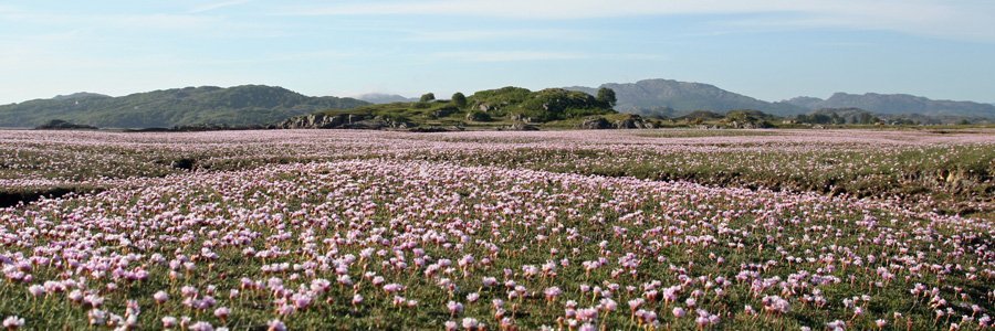 Sea thrift