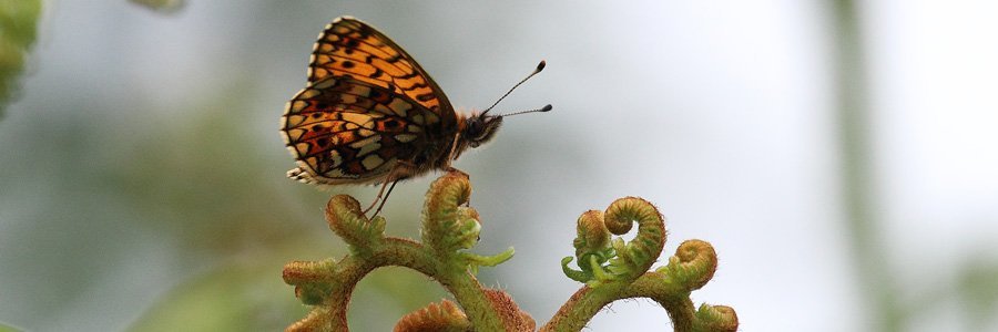Small pearl bordered fritillary