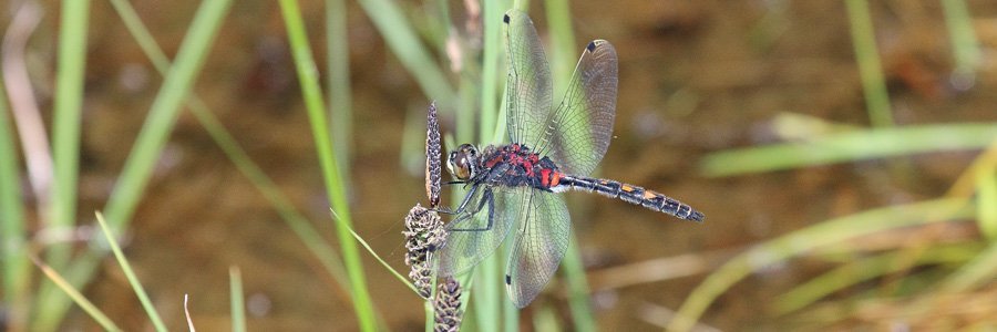 White faced darter