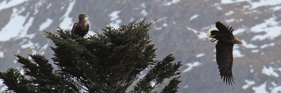 White tailed eagles